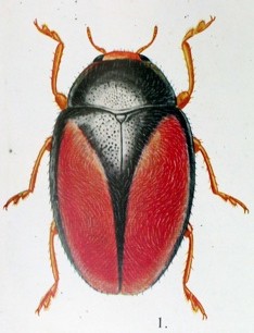 <i>Scymnus taishuensis</i> Sasaji Coccinellidae (Sasaji, 1971)